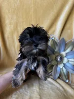 Tiny Toes (Snuggles), a male Yorkshire Terrier for sale in Albuquerque, NM – 6 of 7
