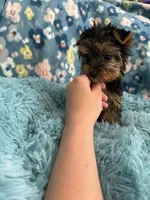 Atticus, a male Yorkshire Terrier for sale in Albuquerque, NM – 4 of 6