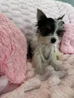 Chanel, a female Yorkshire Terrier for sale in Albuquerque, NM – 5 of 6