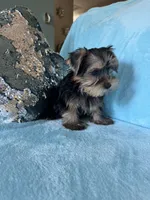 Moses, a male Yorkshire Terrier for sale in Albuquerque, NM – 3 of 6