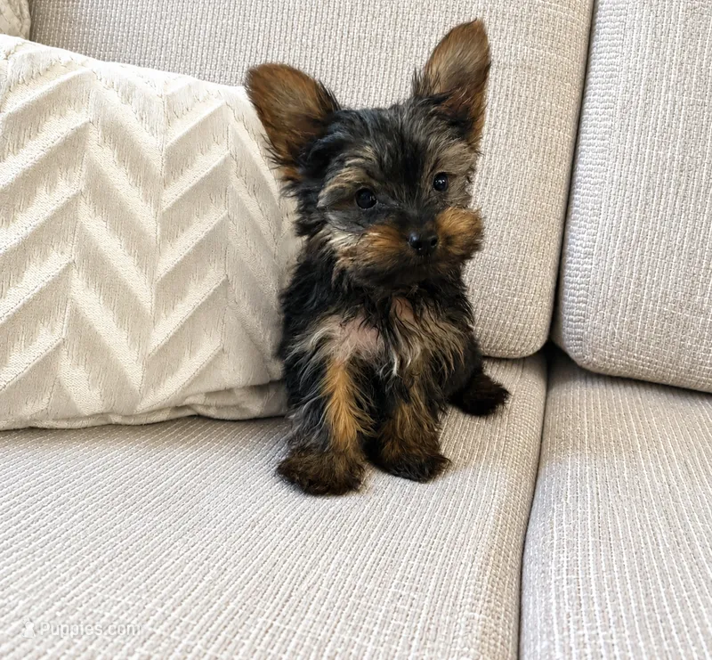 Lazzo – Yorkshire Terrier puppy for sale in Albuquerque, NM
