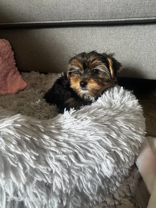 Blossom – Yorkshire Terrier puppy for sale in Albuquerque, NM