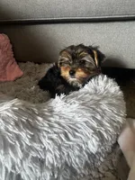 Blossom, a female Yorkshire Terrier for sale in Albuquerque, NM – 1 of 5