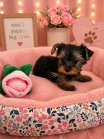 Lovely , a female Yorkshire Terrier for sale in Albuquerque, NM – 2 of 3