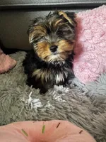Blossom, a female Yorkshire Terrier for sale in Albuquerque, NM – 4 of 5