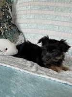 Rockin, a male Yorkshire Terrier for sale in Albuquerque, NM – 7 of 7