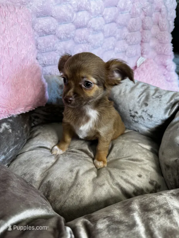 Mochi – Chihuahua puppy for sale in Albuquerque, NM