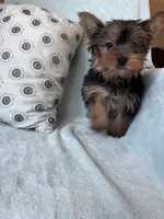 Snuggles, a male Yorkshire Terrier for sale in Albuquerque, NM – 3 of 5