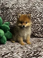 Teddy, a male Pomeranian for sale in Albuquerque, NM – 6 of 6