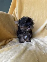 Tiny Toes (Snuggles), a male Yorkshire Terrier for sale in Albuquerque, NM – 3 of 7