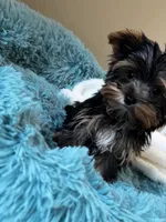 Miggie, a male Yorkshire Terrier for sale in Albuquerque, NM – 2 of 5