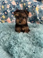 Atticus, a male Yorkshire Terrier for sale in Albuquerque, NM – 5 of 6