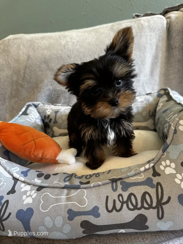 Gizmo – Yorkshire Terrier puppy for sale in Albuquerque, NM