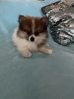 Diego, a male Pomeranian for sale in Albuquerque, NM – 3 of 6