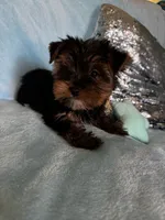 Zen, a male Yorkshire Terrier for sale in Albuquerque, NM – 4 of 5