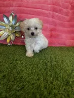Poppy, a female Maltipoo for sale in Albuquerque, NM – 6 of 7
