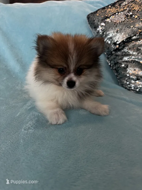 Diego – Pomeranian puppy for sale in Albuquerque, NM