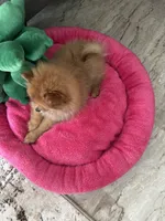 Betty boop, a female Pomeranian for sale in Albuquerque, NM – 6 of 6