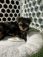 Sammy, a male Yorkshire Terrier for sale in Albuquerque, NM – 3 of 7