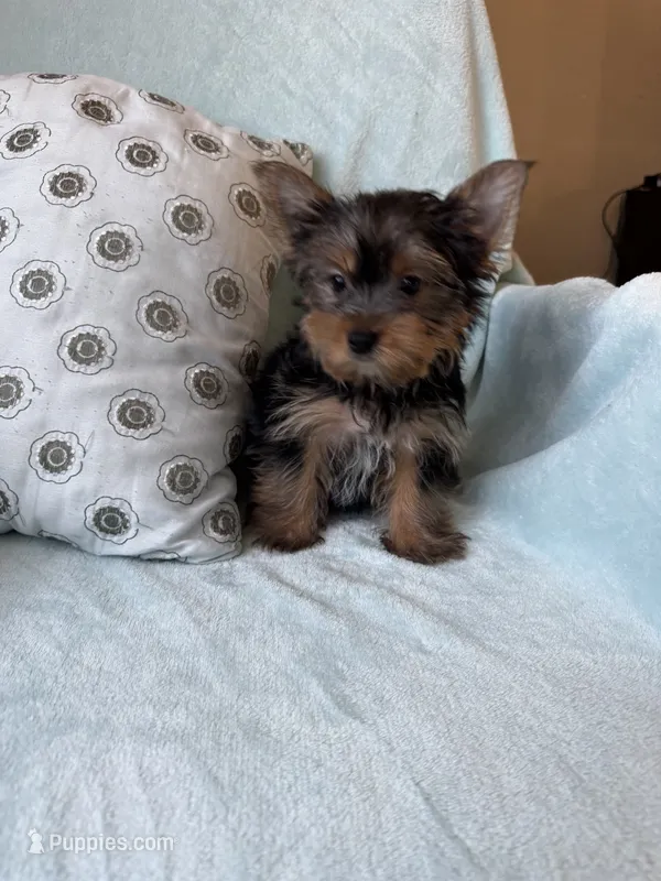 Snuggles – Yorkshire Terrier puppy for sale in Albuquerque, NM