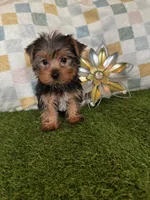 Manchester (Manny), a male Yorkshire Terrier for sale in Albuquerque, NM – 2 of 4
