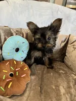 Lazzo, a male Yorkshire Terrier for sale in Albuquerque, NM – 3 of 5