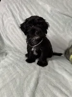 Dino, a male Yorkipoo for sale in Rio Rancho, NM – Photo 2 of 6