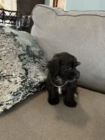 Dino, a male Yorkipoo for sale in Rio Rancho, NM – Photo 5 of 6