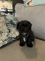 Dino, a male Yorkipoo for sale in Rio Rancho, NM – Photo 4 of 6