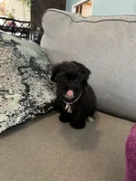 Dino, a male Yorkipoo for sale in Rio Rancho, NM – Photo 6 of 6