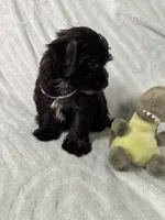 Dino, a male Yorkipoo for sale in Rio Rancho, NM – Photo 3 of 6