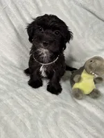 Dino, a male Yorkipoo for sale in Rio Rancho, NM – Photo 1 of 6