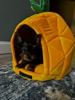  Brunello, a female Yorkshire Terrier for sale in Albuquerque, NM – 3 of 5