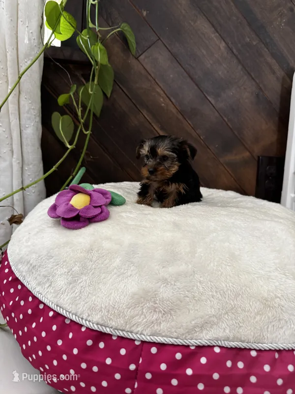 Lovely  – Yorkshire Terrier puppy for sale in Albuquerque, NM