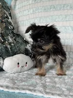 Rockin, a male Yorkshire Terrier for sale in Albuquerque, NM – 2 of 7