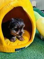 Nillo, a male Yorkshire Terrier for sale in Albuquerque, NM – 5 of 7
