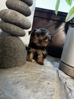 Precious, a female Yorkshire Terrier for sale in Albuquerque, NM – 6 of 10
