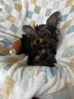 Romi, a male Yorkshire Terrier for sale in Albuquerque, NM – 5 of 7
