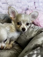 Chloe, a female Chihuahua for sale in Albuquerque, NM – 5 of 10