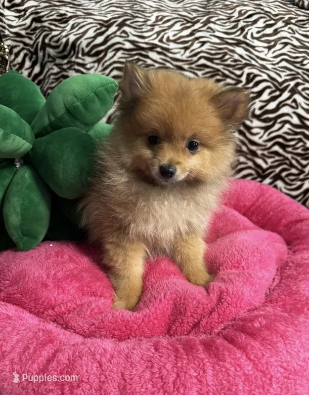 Betty boop – Pomeranian puppy for sale in Albuquerque, NM