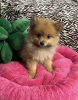 Betty boop, a female Pomeranian for sale in Albuquerque, NM – 1 of 6