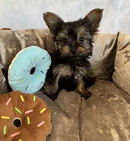 Lazzo, a male Yorkshire Terrier for sale in Albuquerque, NM – 2 of 5