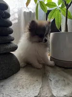 Diego, a male Pomeranian for sale in Albuquerque, NM – 4 of 6