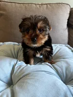 Nillo, a male Yorkshire Terrier for sale in Albuquerque, NM – 2 of 7
