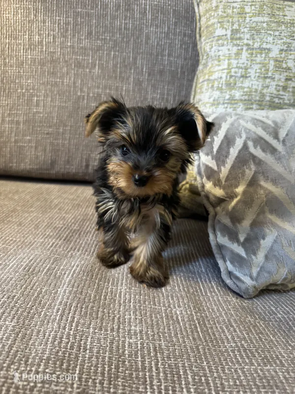 Lovely  – Yorkshire Terrier puppy for sale in Albuquerque, NM
