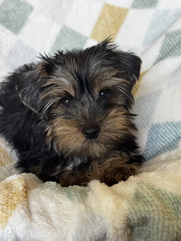 Benny – Yorkshire Terrier puppy for sale in Albuquerque, NM