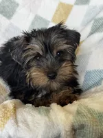 Benny, a male Yorkshire Terrier for sale in Albuquerque, NM – 1 of 7