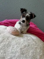 Coco, a female Yorkshire Terrier for sale in Albuquerque, NM – 4 of 9