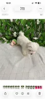 Milo, a male Maltese for sale in Albuquerque, NM – 7 of 7