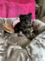 Sally, a female Yorkshire Terrier for sale in Albuquerque, NM – 7 of 7